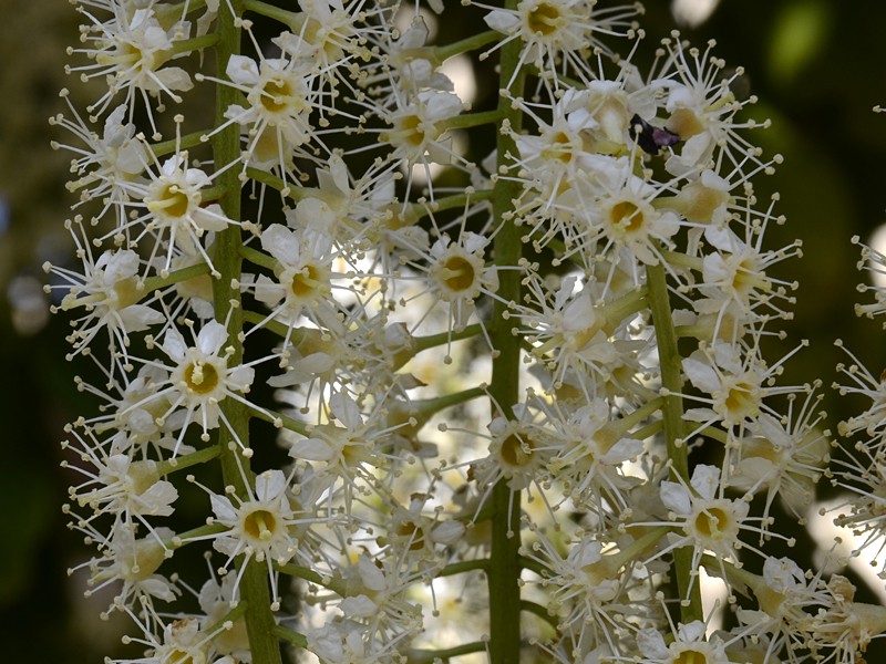 Prunus laurocerasus